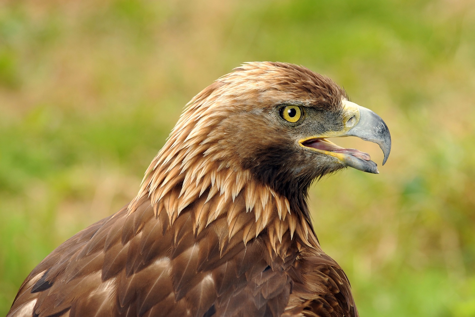 Golden Eagle 7
